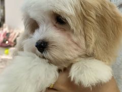 -翊宠yipet猫狗购宠庄园犬舍•猫舍