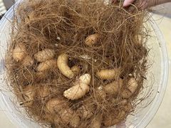 -祈胜邨•顺德鱼生•顺德菜(容桂店)