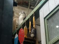 -猫咪博物馆(顶澳仔猫街店)