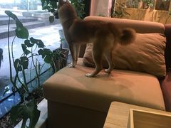 -柴务处·柴犬主题狗咖