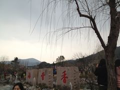 IMG_7288-香雪海