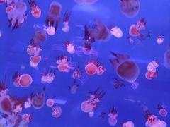 -左海海底世界