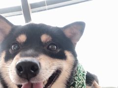 -柴犬小屋·柴餐厅·狗咖食堂(金鼎广场店)