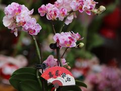 -越秀西湖花市(广州城市广场花卉店)