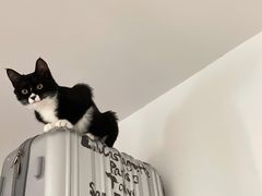 -关爱宠物医院·猫科中心·消化科(滨湖万达分院)