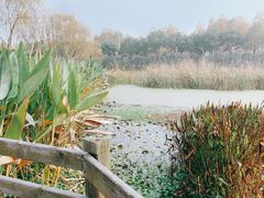-滨湖塘西河公园