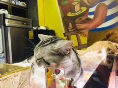 -咖法森林·咖啡  酒吧(天河店)