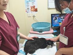 -纳吉亚猫专科动物医院博雅分院