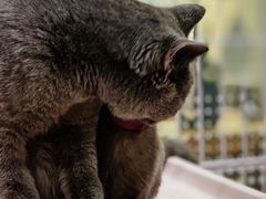 -藏猫猫咖啡主题馆(中央大道店)