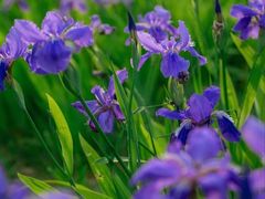 -白鹭湾湿地公园