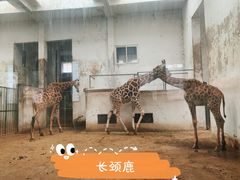 -成都动物园