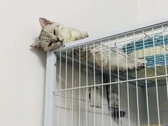 -Cappucimeow猫咪咖啡馆(韦伯时代店)