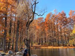 -上海共青森林公园