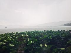 -湖畔居茶楼(湖滨店)