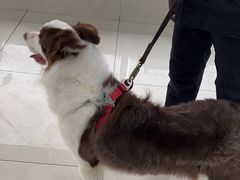 -北京观赏动物医院·24小时大型综合·猫专科·异宠专科