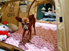 -CAMP.33露营烤肉·团建聚餐(创智天地店)