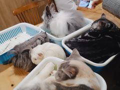 -藦茜花园宠物主题亲子互动体验馆(国顺东路店)