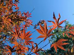 景点-广州市帽峰山景区