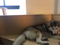 -Husky Go! 哈士奇体验馆·宠物咖啡厅狗咖
