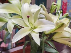 -半坡九号老挝冰咖啡