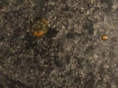 -渝涯重庆豆花老火锅(中赢国际店)