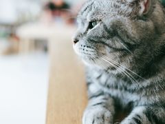 -平行世界·猫咖(首经贸店)