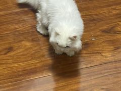 -北京观赏动物医院·24小时大型综合·猫专科·异宠专科