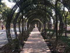 -海上花岛玫瑰园采摘