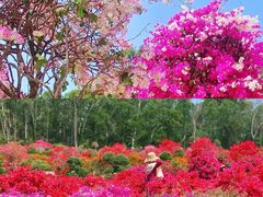 -莲花山公园