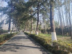 -合肥滨湖国家森林公园