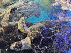 -烟台海昌鲸鲨海洋公园