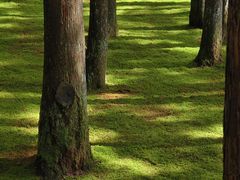 -玉苍山国家森林公园