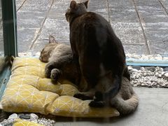 -喵屿·大理花园猫咖