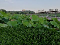 -月湖风景区