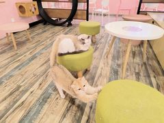 -喵匠猫主题咖啡(凯德和平广场店)