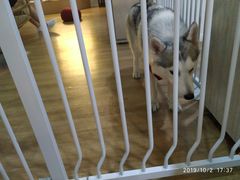 -Husky Go! 哈士奇体验馆·宠物咖啡厅狗咖