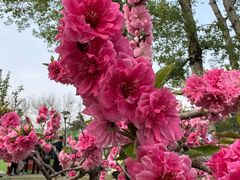 -海棠花溪(元大都城垣遗址公园)
