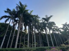 -大屏嶂森林公园