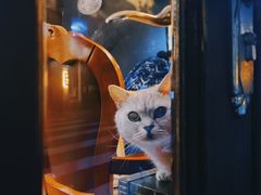 -不舍昼夜咖啡馆