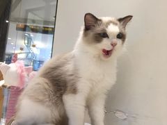 -momokira米努特·德文卷毛猫·棉花面纱犬