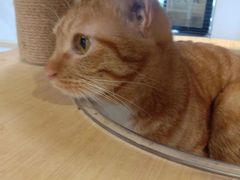 -楼上猫咖(罗湖店)
