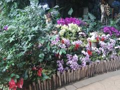 -花之城