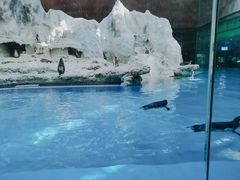 -长隆海洋王国自助餐厅(横琴湾店)