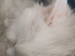 -瑞派福兴宠物医院犬猫全科·骨科·中西医结合(河东店)