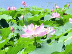 -莲花池公园