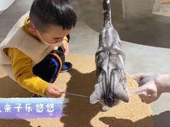 -more than meow吴止猫主题餐厅(承德 中船汇店)