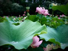 -黄兴公园