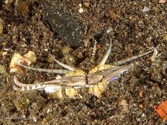 -飞鱼&摩娜潜水度假村