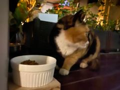 -米苏动物医院·犬猫专科·骨科外科内窥镜
