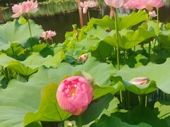 -陈家山荷花公园